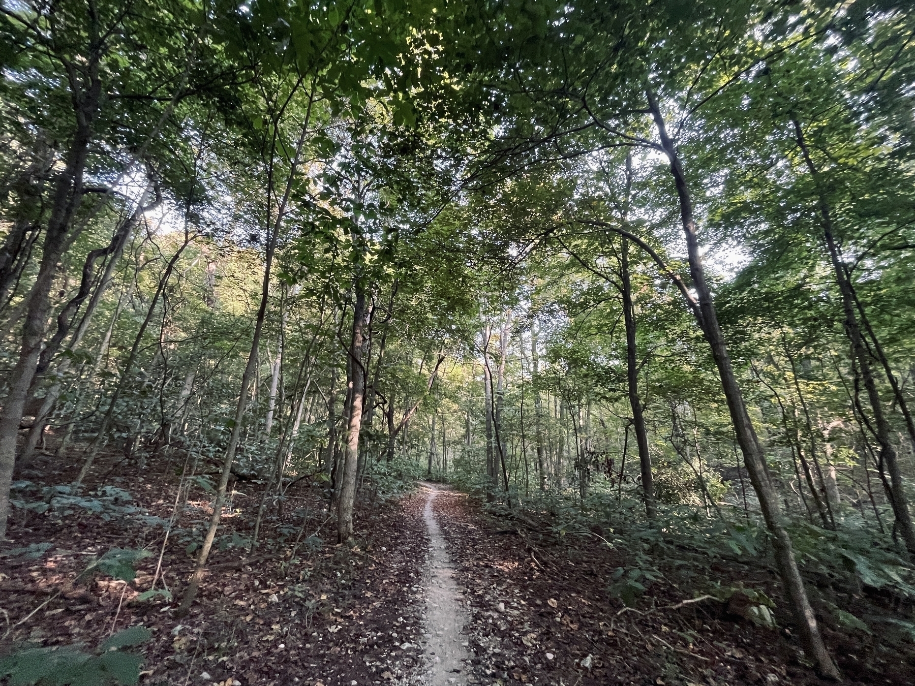 Trees curve over a narrow path with blue sky in the background